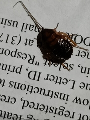 Parcoblatta pennsylvanica