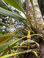 Maxillaria luteograndiflora