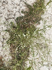 Parthenium hysterophorus