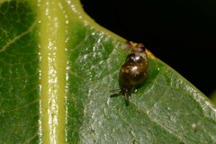 Tornatellinops