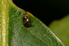 Tornatellinops