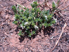 Justicia anagalloides