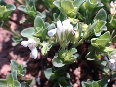 Justicia anagalloides