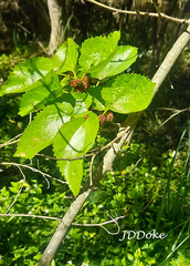 Rubus ulmifolius