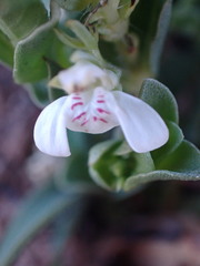 Justicia anagalloides