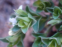 Justicia anagalloides