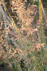 Coleataenia rigidula