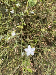 Jasminum
