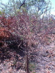 Gymnosporia buxifolia