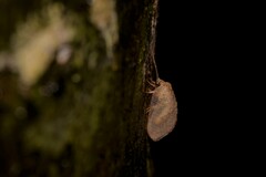 Drepanacra binocula