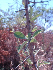 Gymnosporia buxifolia