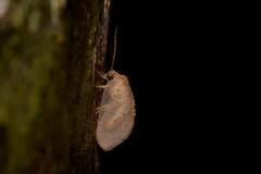 Drepanacra binocula