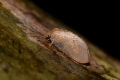 Drepanacra binocula