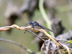 Orthetrum glaucum