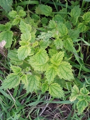 Urtica dioica