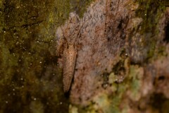 Drepanacra binocula