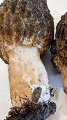 Morchella angusticeps