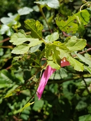 Ampelopsis glandulosa