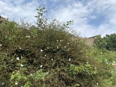Jasminum