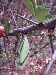 Gymnosporia buxifolia