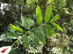 Sapindus mukorossi