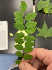 Gleditsia triacanthos