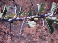Gymnosporia buxifolia
