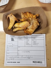 Cantharellus flavolateritius