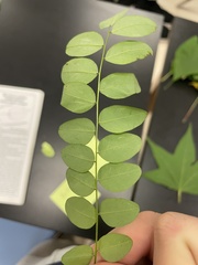 Gleditsia triacanthos