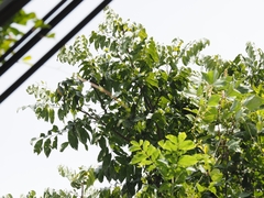 Sapindus mukorossi