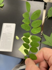 Gleditsia triacanthos