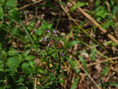 Cyanthillium cinereum
