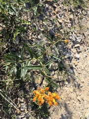 Asclepias tuberosa