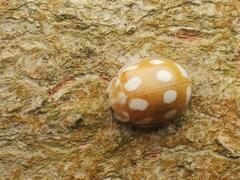 Calvia decemguttata