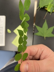 Gleditsia triacanthos