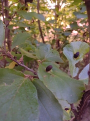 Hormaphis hamamelidis