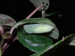 Pseudocoladenia dan