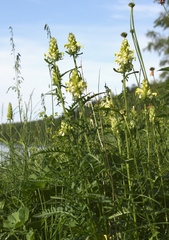 Pedicularis compacta