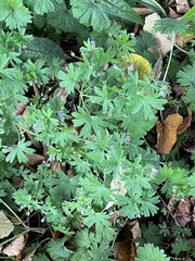Geranium pusillum