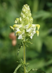 Pedicularis compacta