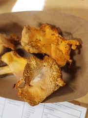 Cantharellus flavolateritius