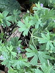 Geranium pusillum