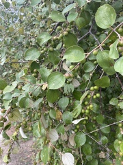 Ziziphus mauritiana