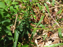 Cyanthillium cinereum