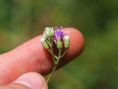 Cyanthillium cinereum