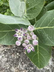 Calotropis procera