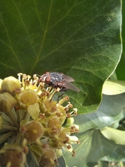 Calliphora vicina