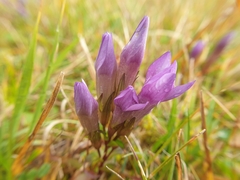 Gentianella germanica