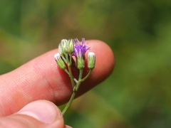 Cyanthillium cinereum