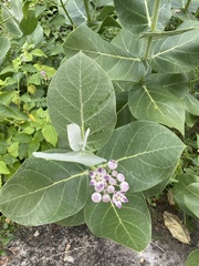 Calotropis procera